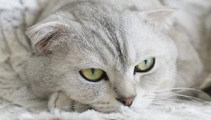 九游体育APP下载-JDG选手多面手表现抢眼，jdg队员