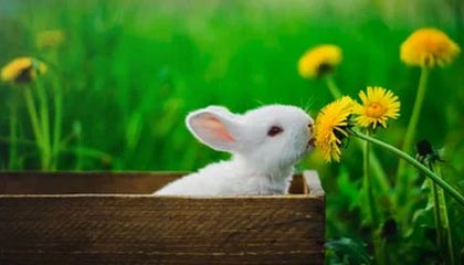 九游入口-Cloud9遭遇世界赛淘汰遗憾出局，cloud9是哪个国家的战队